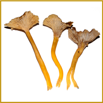 HANENKAM (CHANTERELLE) - GEDROOGD